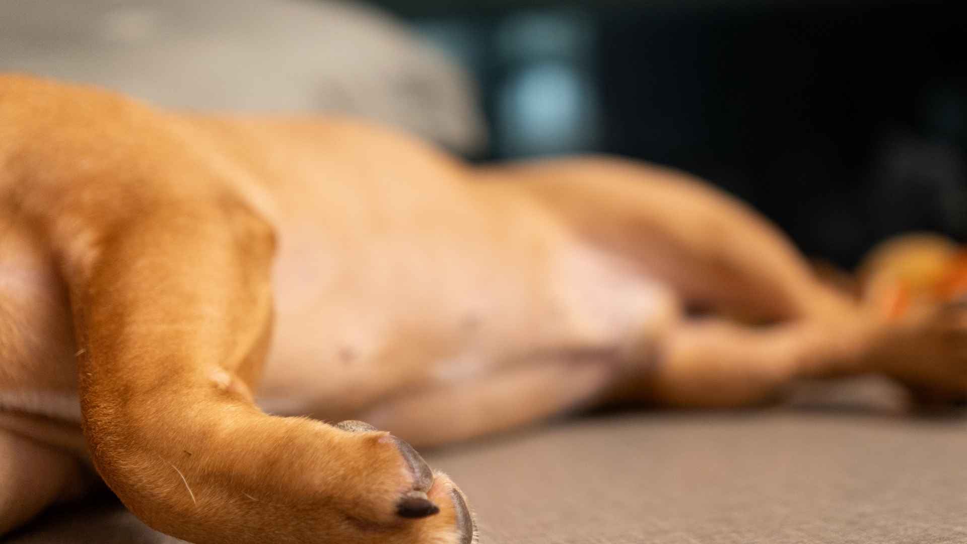 perro con tetas